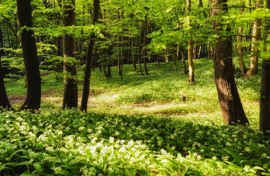 Картина на холсте летний лес, арт hd0945701